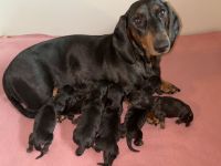 von den Glücksdackeln