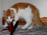 Maine Coon Kitten m. Pap. 4  Mon.