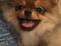 Pomeranian Zwergspitz Welpen Weibchen mit Ahnentafel