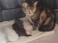 Heilige Birma/Perser Mix Kitten, zuckersüße Katzenbabys