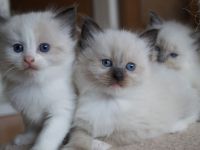 Kitten, Ragdollkitten, Reinrassige Ragdollkitten, Katzen Babys,Kätzchen