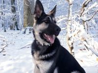 Erfahrener OES Deckrüde