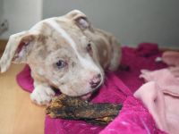 American Bully welpen in gute Hände abzugeben