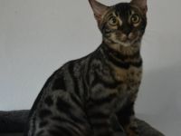 Bengal Katerchen in silber charcoal, Abgabe bereit