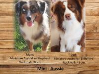 Mini Aussie mit Papieren (Miniature Australian Shepherd)