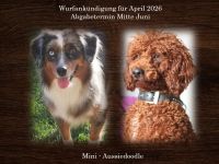 Mini Aussiedoodle mit Papieren (Miniature Australian Shepherd & Kleinpudel)