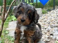 Mini Aussiedoodle mit Papieren, Medium / Mini Doodle, wie Labradoodle / Goldendoodle