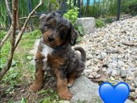 Mini Aussiedoodle mit Papieren, Medium / Mini Doodle, wie Labradoodle / Goldendoodle