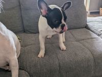 Französische Bulldogger zu verkaufen