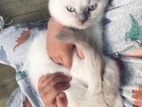 BKH / Russisch Blau Kitten