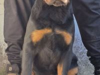 Rottweiler-Welpen