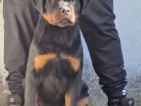 Rottweiler-Welpen