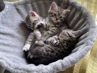 Britisch Kurzhaar Kitten