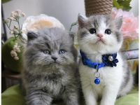 Reinrassige BKH BLH Kitten mit Stammbàume geimpft Gesundheitszeugnis handzahm