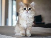 Reinrassige BLH Kitten geimpft Gesundheitszeugnis handzahm Abgabebereit