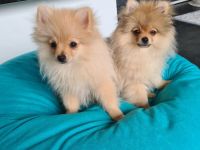 Pomeranian Zwergspitz