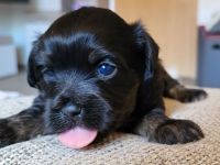 Bolonka Zwetna  Welpe Hündin