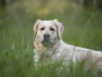 Golden Retrieverzucht Braun "vom Bühlertal"