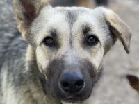 Tinnúviel, geb. ca. 06/2023, lebt in GRIECHENLAND, im städt. Tierheim Serres