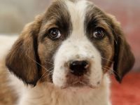 Willa, geb. ca. 01/2024, lebt in GRIECHENLAND, auf einer privaten Pflegestelle