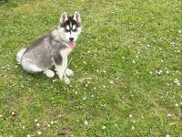 Husky