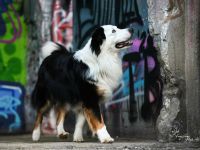 Deckrüde Black Tri Showlinie kein Verkauf