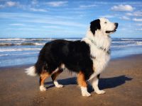 Deckrüde Black Tri Showlinie kein Verkauf