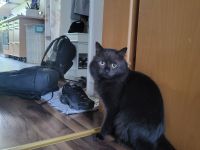 Main Coon Babys zu verkaufen