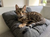 Bengalkitten