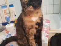 EKH / EKH Maincoon mischlingskatze Schildpatt