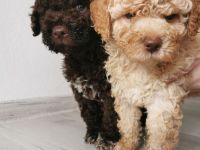 LAGOTTO ROMAGNOLO