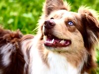 Miniature Australian Shepherd deckrüde