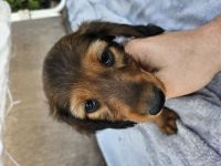 Dackelwelpen standart rot Langhaar