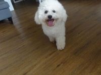 Deckrüde Bichon Frisé mit samtig weichen Fell und Deckerfahrung