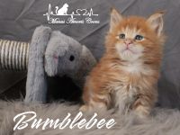 Maine coon Kitten mit Stammbaum