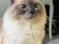 Heilige Birma Deckkater gesucht