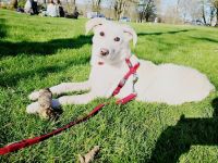 Pyrenäenberghund Mischling