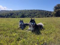 Wurfankündigung - Alaskan Malamute Welpen, mit Ahnentafel, Ende Mai 2024