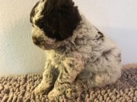 Lagotto Romagnolo Welpen 30.04.2024