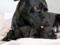 Staffordshire Bullterrier Welpen