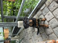 Rottweiler Welpe
