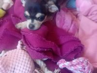 Chihuahua Husky reinrassig , Blue Tan Husky kurzhaar, 16 Wochen, männlich