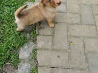 Zwergdackel Pomeranianwelpe