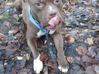 Amstaff Mix rüde sucht neues zuhause