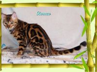 Romeo, wunderschöner, exklusiver unkastrierter Bengal Kater,