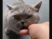 Britisch kurzhaar katze