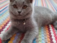 Britisch kurzhaar kitten