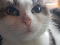 Katze sucht neues Zuhause