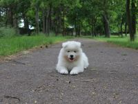 Samoyed boy with pedigree