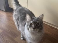 Main Coon Kater - kastriert